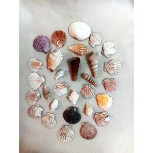 Lot of 29 various small shells - crafts, bathroom, aquarium - Lot B